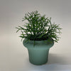 Kaya Planter | Sage Green