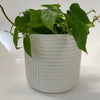 Shelby Pot | White | Large